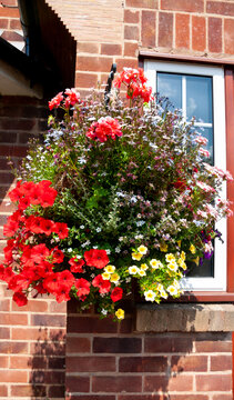 Beautiful brightly coloured hanging basket decorating the out side of a family home on a summers day. The basket is full of brightly coloured flowers and so long a watered regularly will last well.