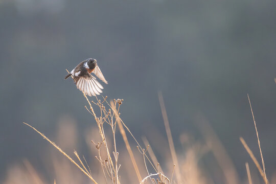 African Stonechat taking off from dry grass