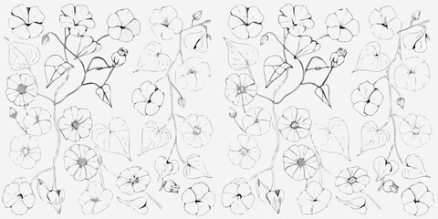 Obraz premium Hand Drawn Botanical Sketch Of Morning Glory Flowers And Vines