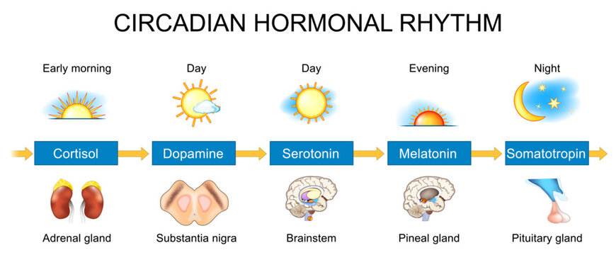 Circadian hormonal rhythm from Cortisol and Dopamine to Serotonin, Melatonin and Somatotropin