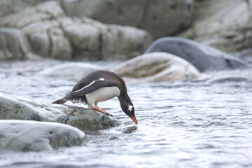 Fototapeta premium Gentoo Penguin on the Falkland Islands