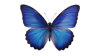 Vibrant blue morpho butterfly with intricate wing patterns, isolated on transparent background © AnaMaria