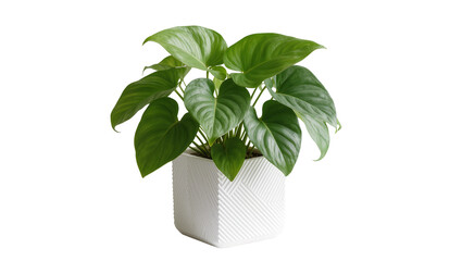 Lush green philodendron plant in a textured white square pot, isolated on transparent background © AnaMaria