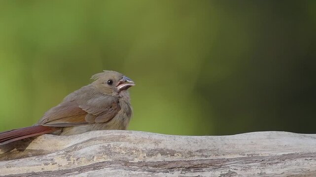 Female Cardinal Feeds on Cedar Log in North Carolina Woods