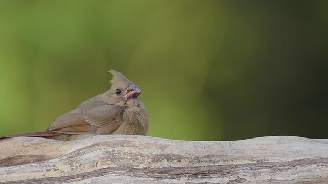 Wild Female Cardinal Foraging in Piedmont Forest Habitat