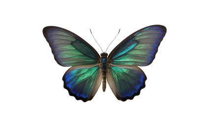 Iridescent blue and green butterfly with detailed wings, isolated on transparent background © AnaMaria