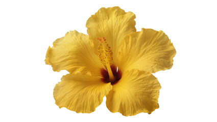 Obraz premium Vibrant yellow hibiscus flower with ruffled petals, isolated on transparent background