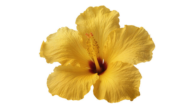 Vibrant yellow hibiscus flower with ruffled petals, isolated on transparent background