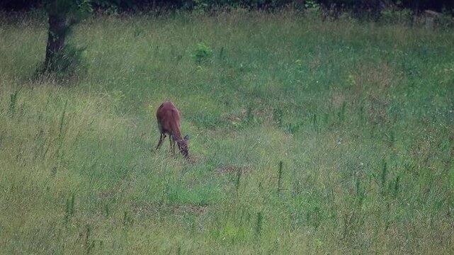 Antlerless Deer Browses in Piedmont Grassland