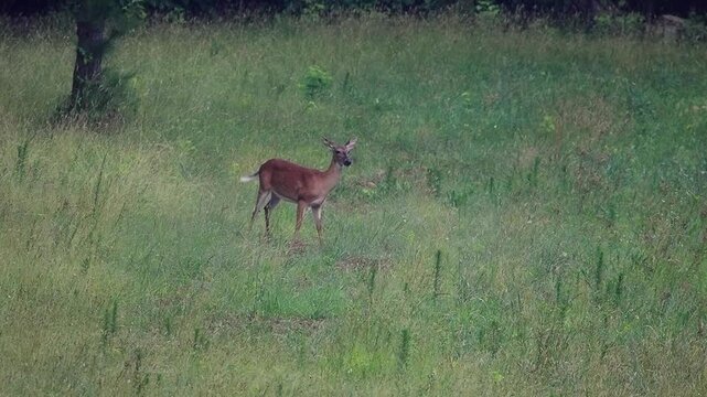 Wild Whitetail Deer Forages in Rural North Carolina