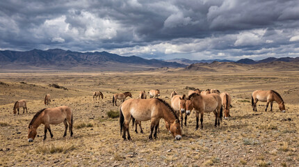Obraz premium Herd of wild horses grazing in dry grassland under stormy sky with dramatic clouds