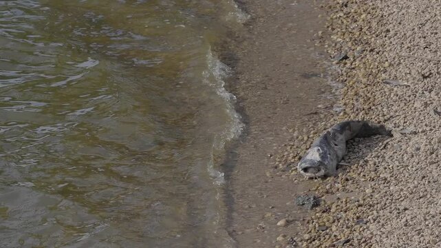 Dead Catfish on Shoreline of High Rock Lake
