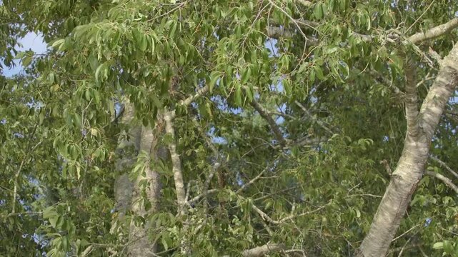 Wind Moves Through Cherry Tree Foliage in Summer Afternoon