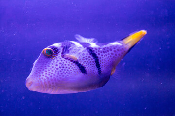 Picture of the blue fish in the aquarium © Daniil