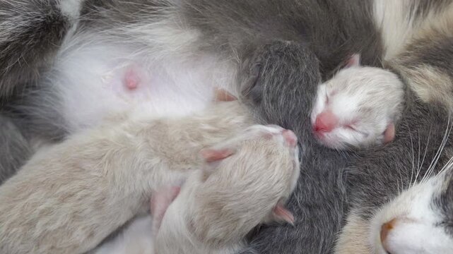 Little newborn kittens suck milk and sleep near the cat's belly, fluffy blind kittens are fed with cat's breast milk.