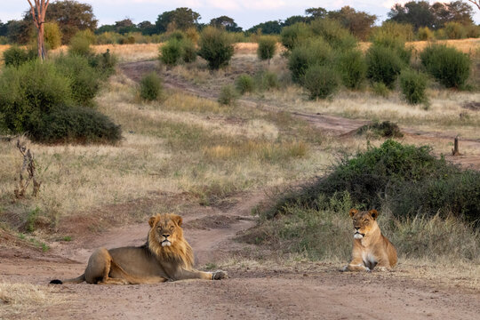 lion couple on street at chobe river front national park of okavango delta 