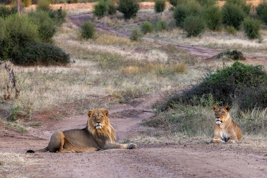 beautiful wild male lion (panthera leo) at chobe river front national park in botswana