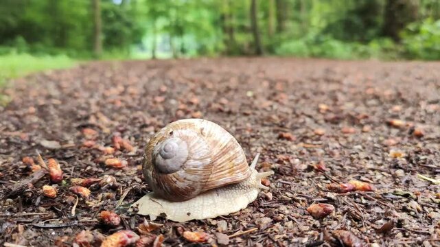A close-up of a brown garden snail with striped shell crawling across forest floor covered in pine needles and organic debris. Soft focus green trees create serene woodland scene.