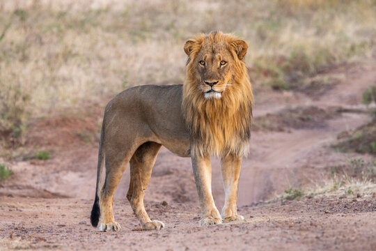 beautiful wild male lion (panthera leo) at chobe river front national park in botswana