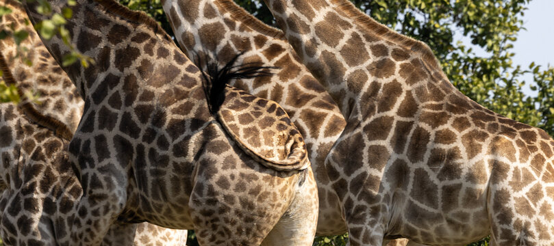 giraffe pattern of wild animal close up