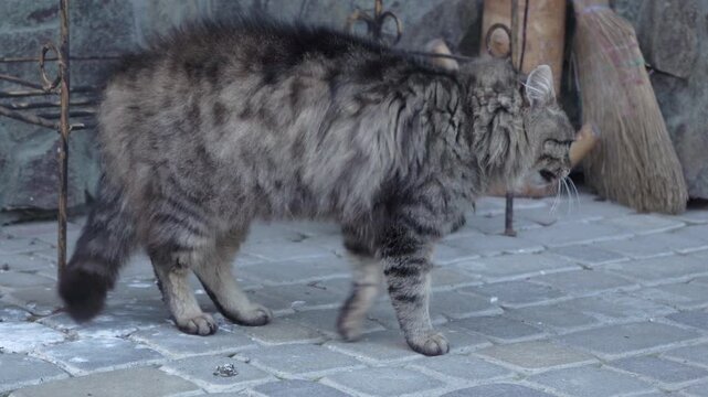 Angry and scared striped cat hissing and arching back, side view, Scared fluffy tabby cat arching its back in a defensive pose outdoor