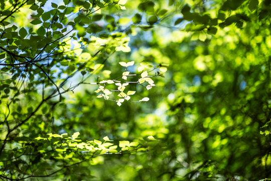 The Sunlight Flitering Thorough The Leaves
