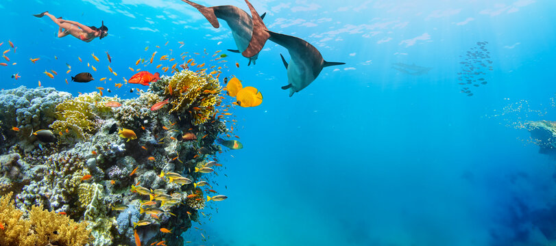Underwater Tropical Corals Reef with colorful sea fish