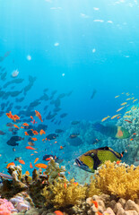 Underwater Tropical Corals Reef with colorful sea fish © Lukas Gojda