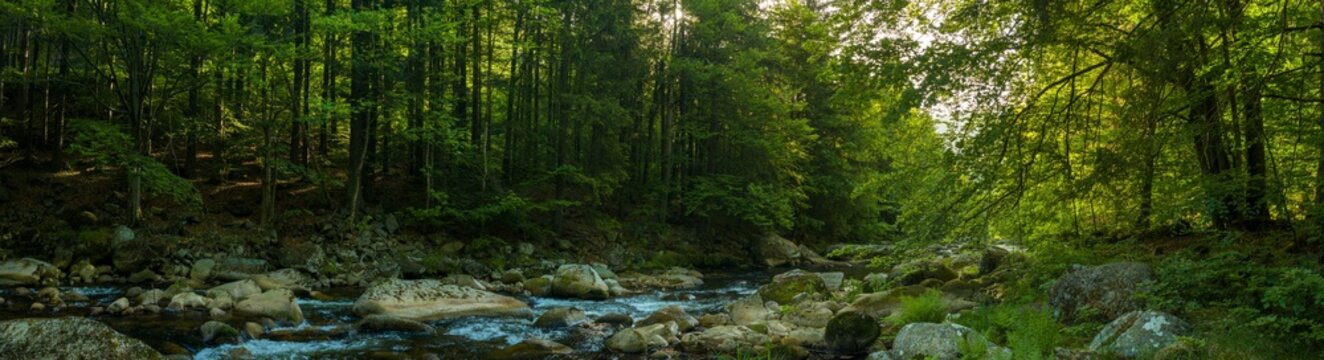 Beautiful Sunrise In Sunny Spring Forest with River