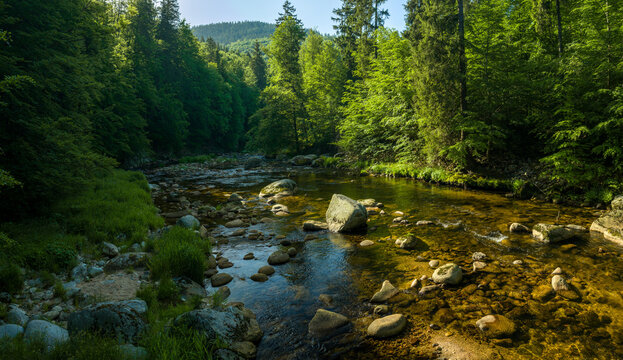 Beautiful Sunrise In Sunny Spring Forest with River