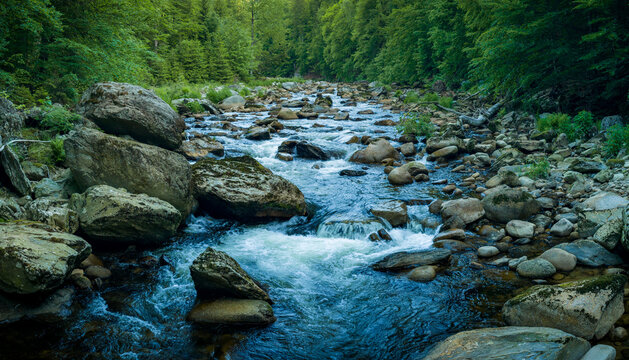 Beautiful Sunrise In Sunny Spring Forest with River