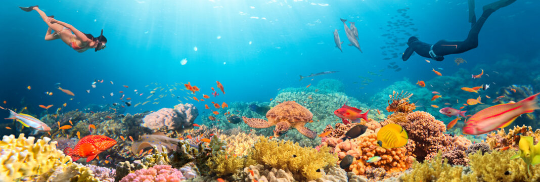 Underwater Tropical Corals Reef with colorful sea fish