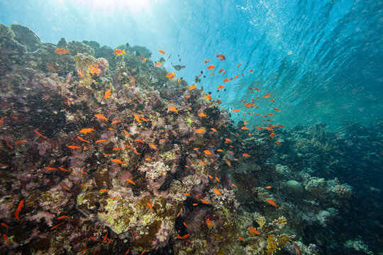 Underwater Tropical Corals Reef with colorful sea fish