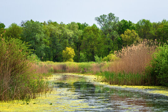 Obedska bara, a vast wetland located in southeastern Srem along the Sava River in Serbia. A special nature reserve and the largest bird sanctuary in Europe.