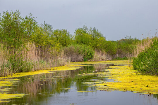 Obedska bara, a vast wetland located in southeastern Srem along the Sava River in Serbia. A special nature reserve and the largest bird sanctuary in Europe.