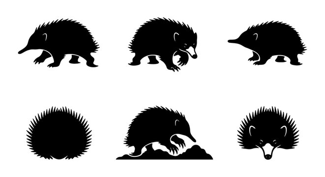 Echidna Silhouettes, Spiny Mammal Vector Icons, Australian Wildlife Illustrations, Cute Animal Graphics
