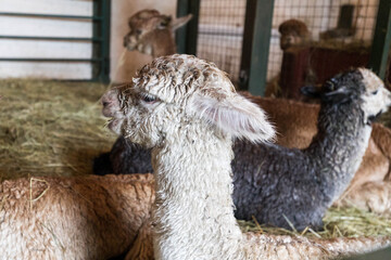 Group of curly-haired alpacas resting together on straw inside a farm barn © Thomas