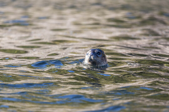 Curious harbor seal peeking above rippling water surface in Gaspesie