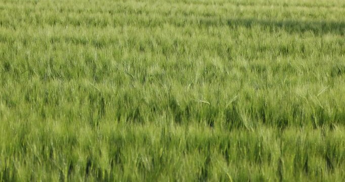 Lush green cereal field swaying in wind