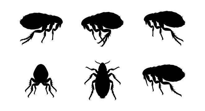 Flea Silhouettes Vector Set: Six Insect Icons, Pest Control Graphics, Parasite Illustrations, Small Bug Art