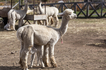 Alpaca standing with its baby cria on a farm enclosure in Charlevoix © Thomas