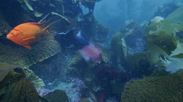 Large male sheephead after something in oar weed laminaria.