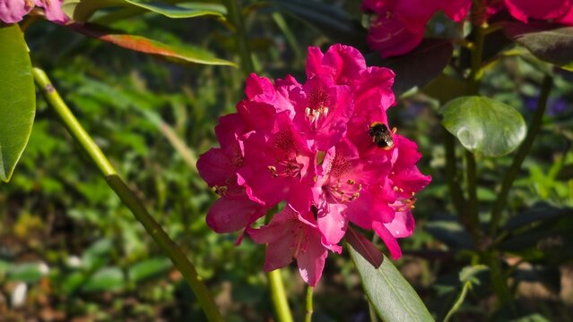 Horizontal close up of deep pink catawbiense rhododendron blossom with bumblebee and copy space