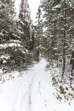 Winter Hiking Path Through Snowy Boreal Forest, Monts Valin, Quebec