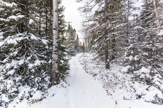 Winter Hiking Path Through Snowy Boreal Forest, Monts Valin, Quebec