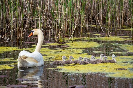 A female swan with her chicks swims in the Obedska bara in Serbia