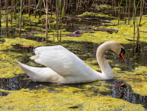 A female swan with her chicks swims in the Obedska bara in Serbia