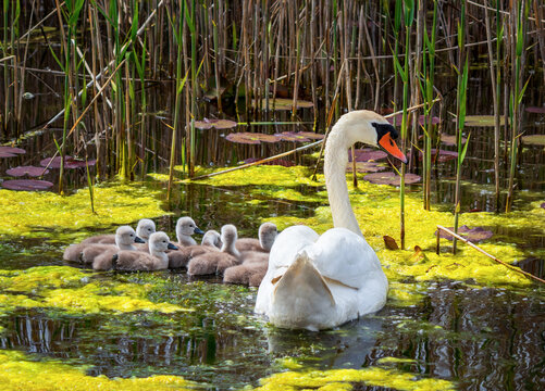 A female swan with her chicks swims in the Obedska bara in Serbia