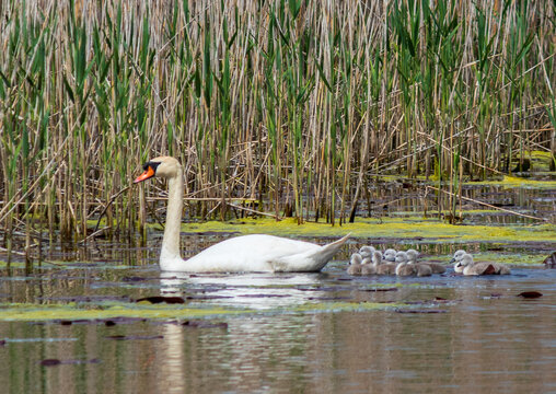 A female swan with her chicks swims in the Obedska bara in Serbia