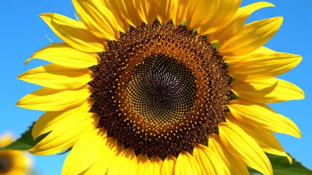 Extreme close-up of a blooming sunflower with yellow petals. Detailed view of the intricate spiral pattern in the flower head against a blue sky. Natural botanical background